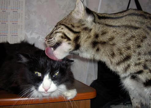 开云体育官网-沙漠玫瑰与蓝桥铁骑，一场定义唯一的传奇对决