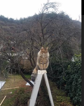 开云体育平台APP-德罗赞，一个节拍器的东决之夜，节奏大师如何谱写了逆转交响曲
