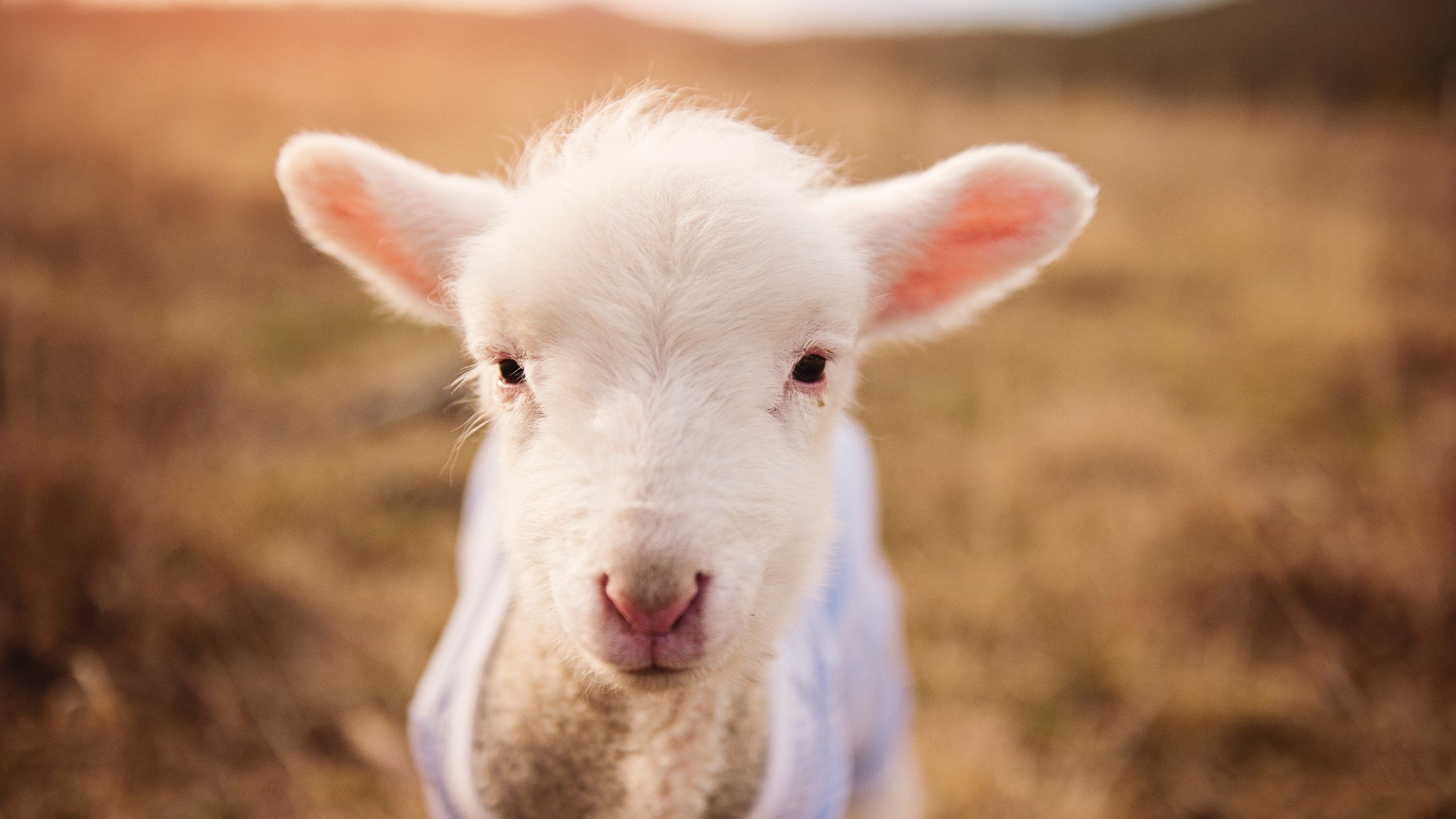 冰封之夜，唯一的神迹，萨拉赫于美加墨风暴中画出埃及命运之线