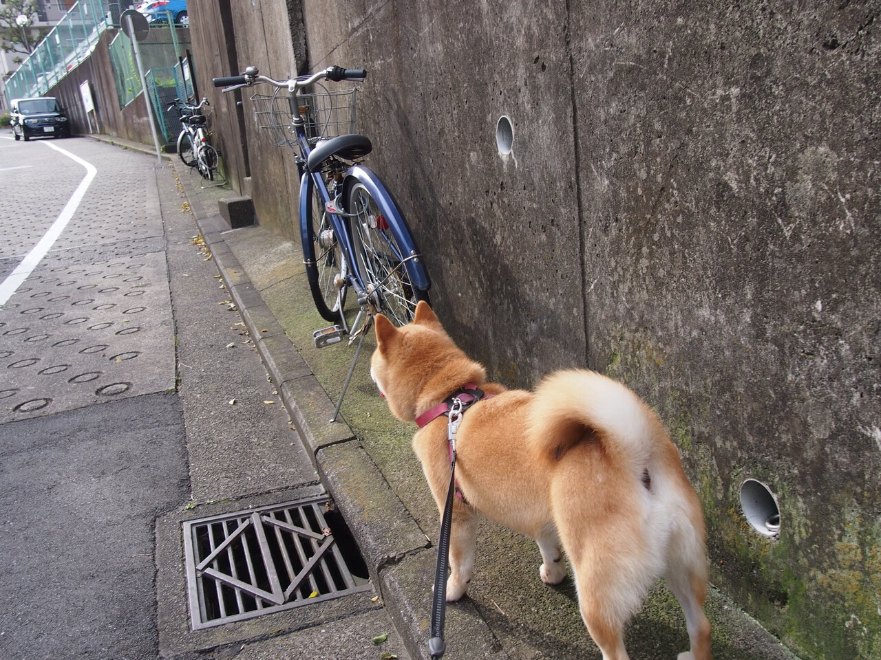算法范戴克，中国电商血拼拉美市场的隐形裁判