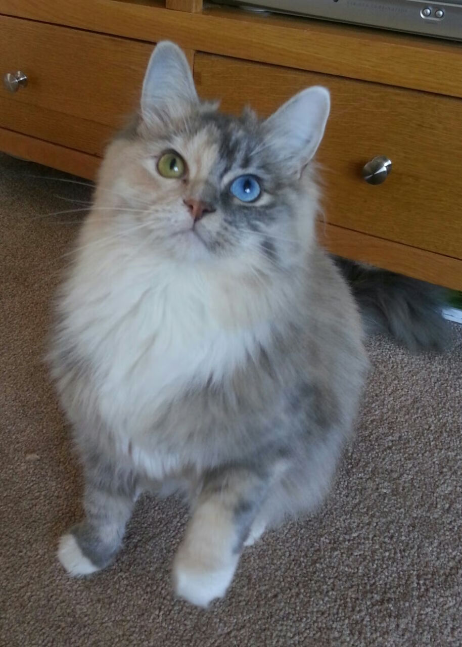 剑锋压虹,乔治如何将太阳升起的时刻,变成北京队落日的黄昏