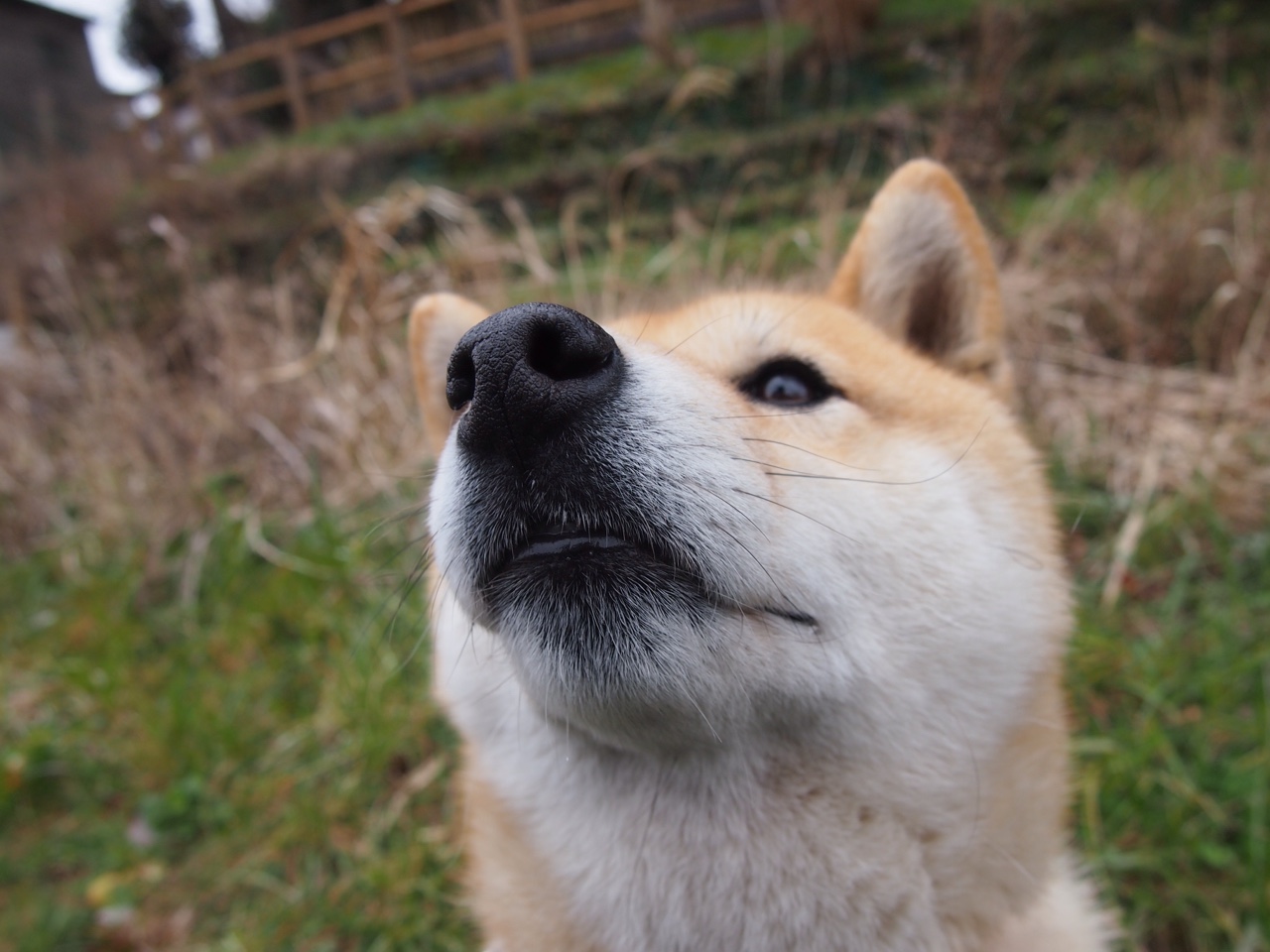 开云体育官网-郁金香浪潮淹没紫色壁垒，荷兰风暴如何将佛罗伦萨的文艺复兴之梦冲为齑粉