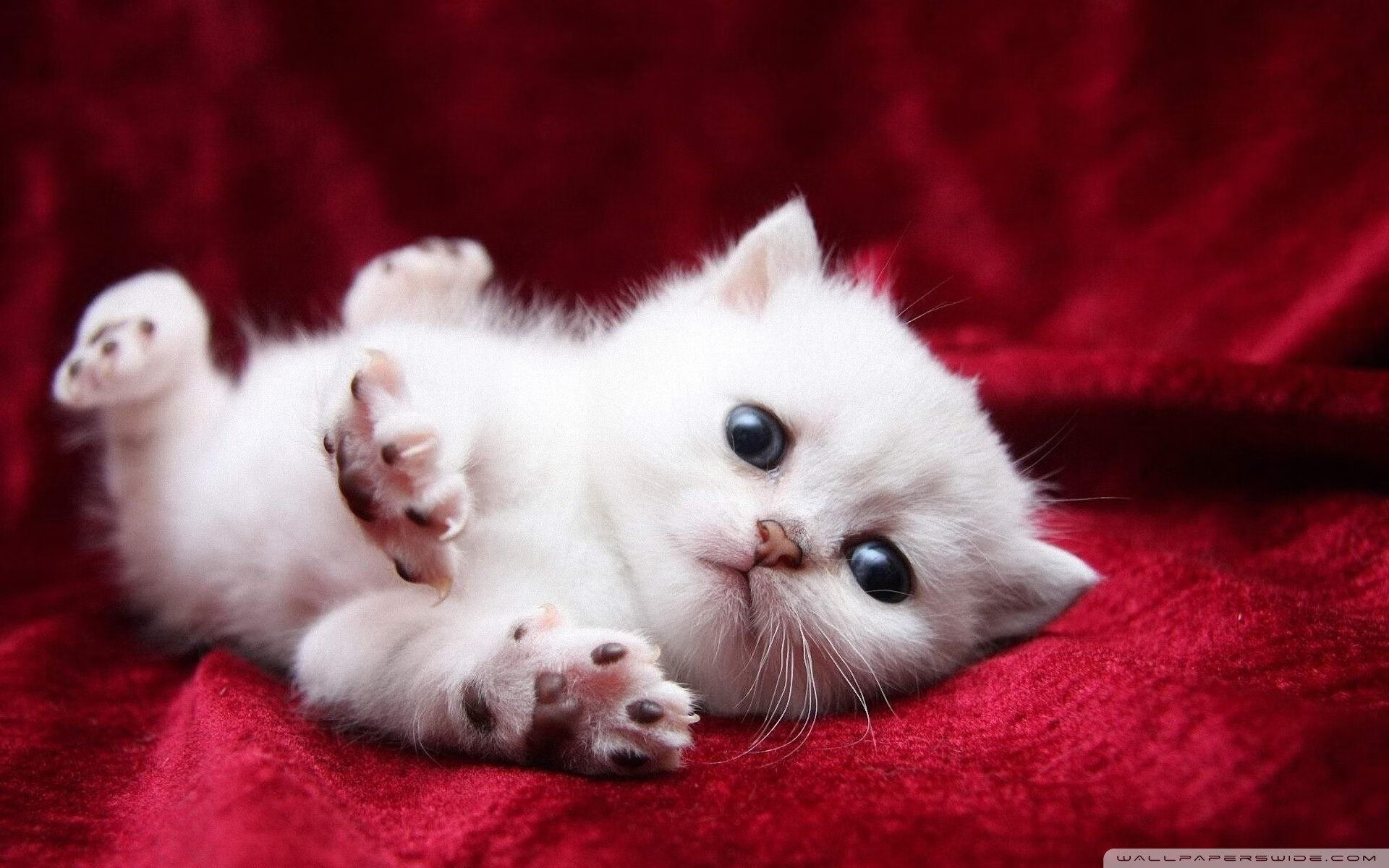 极速绿茵，当F1冠军战化身曼城对阵马里的终极较量