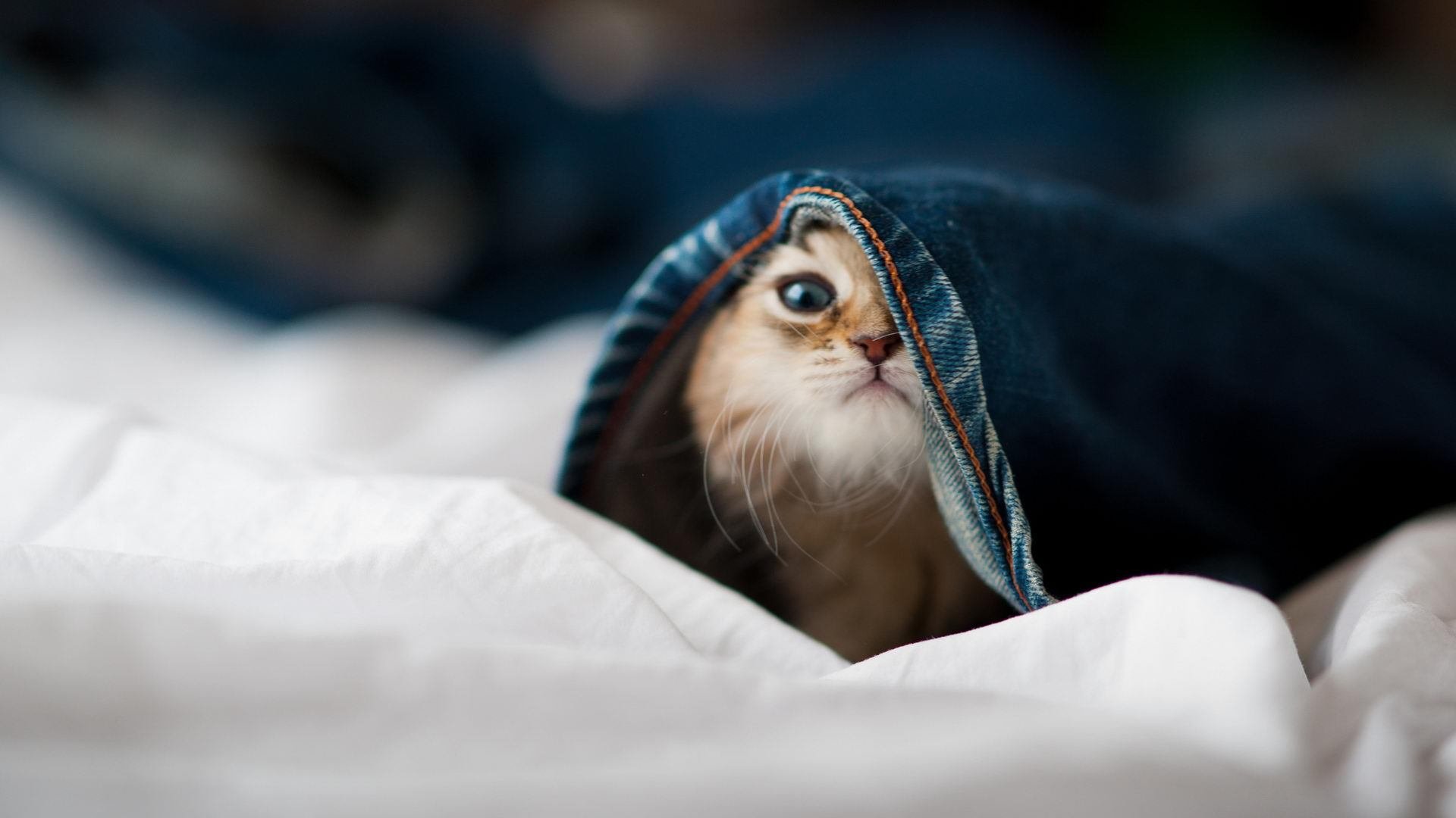 极速节律与单节风暴,当F1年度争冠焦点战遇见广东队的单节统治力