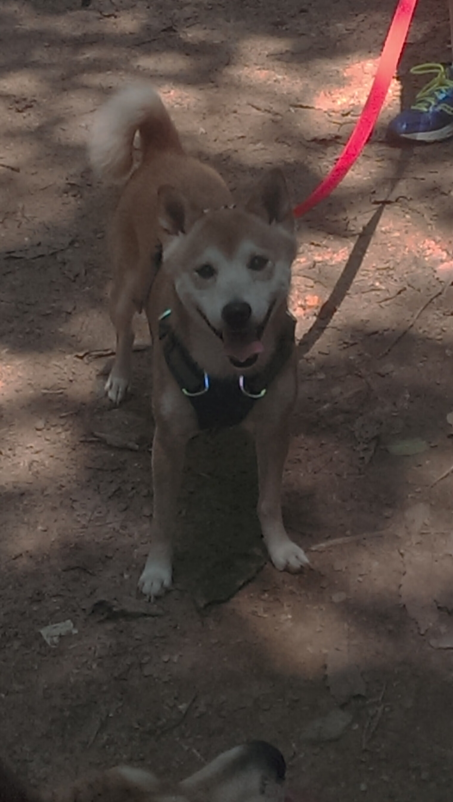 跨界赞美，当德国战车遭遇全白军团，卢卡库的稳定学为何成为通用货币？