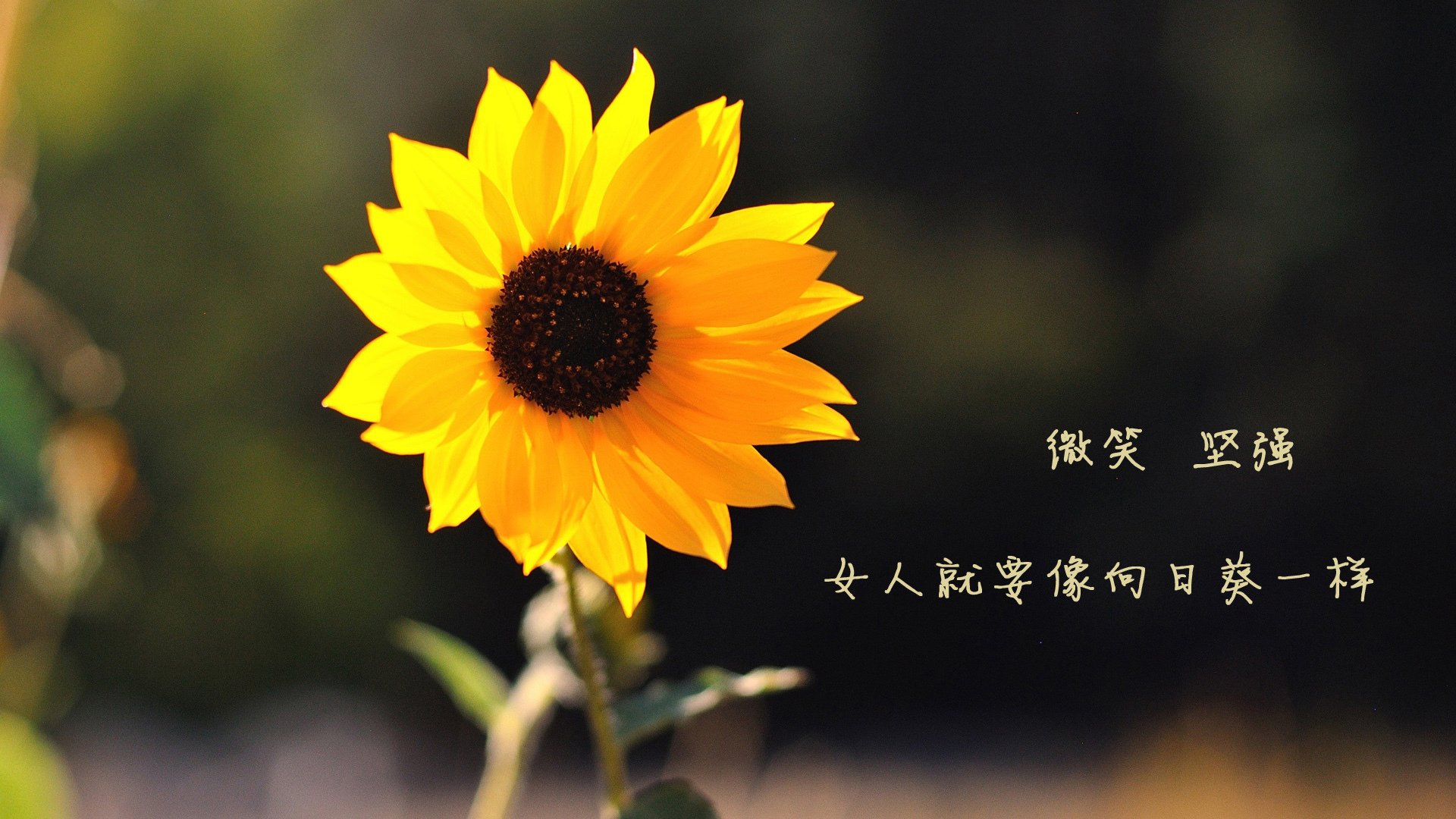 唯一性，当B费穿上西班牙球衣—2026世界杯D组那场不可能复刻的生死战